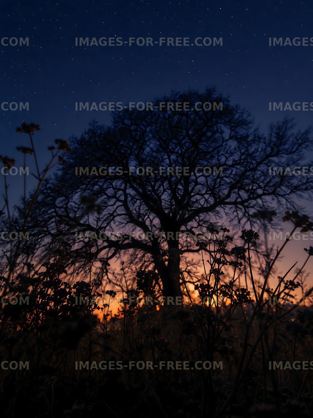Night scene with silhouette of tree against starry sky
