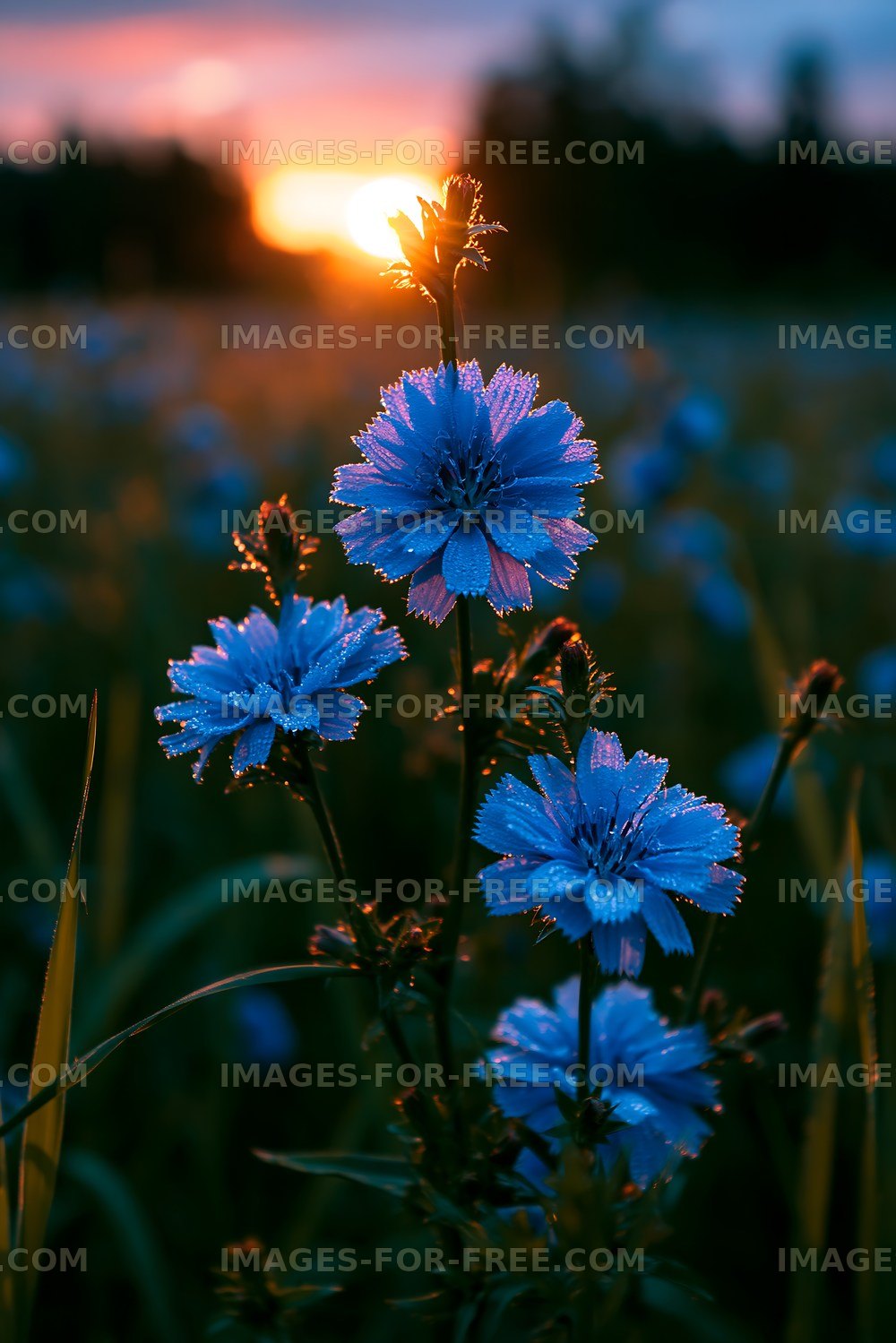 Flowers with dew at sunset in a field