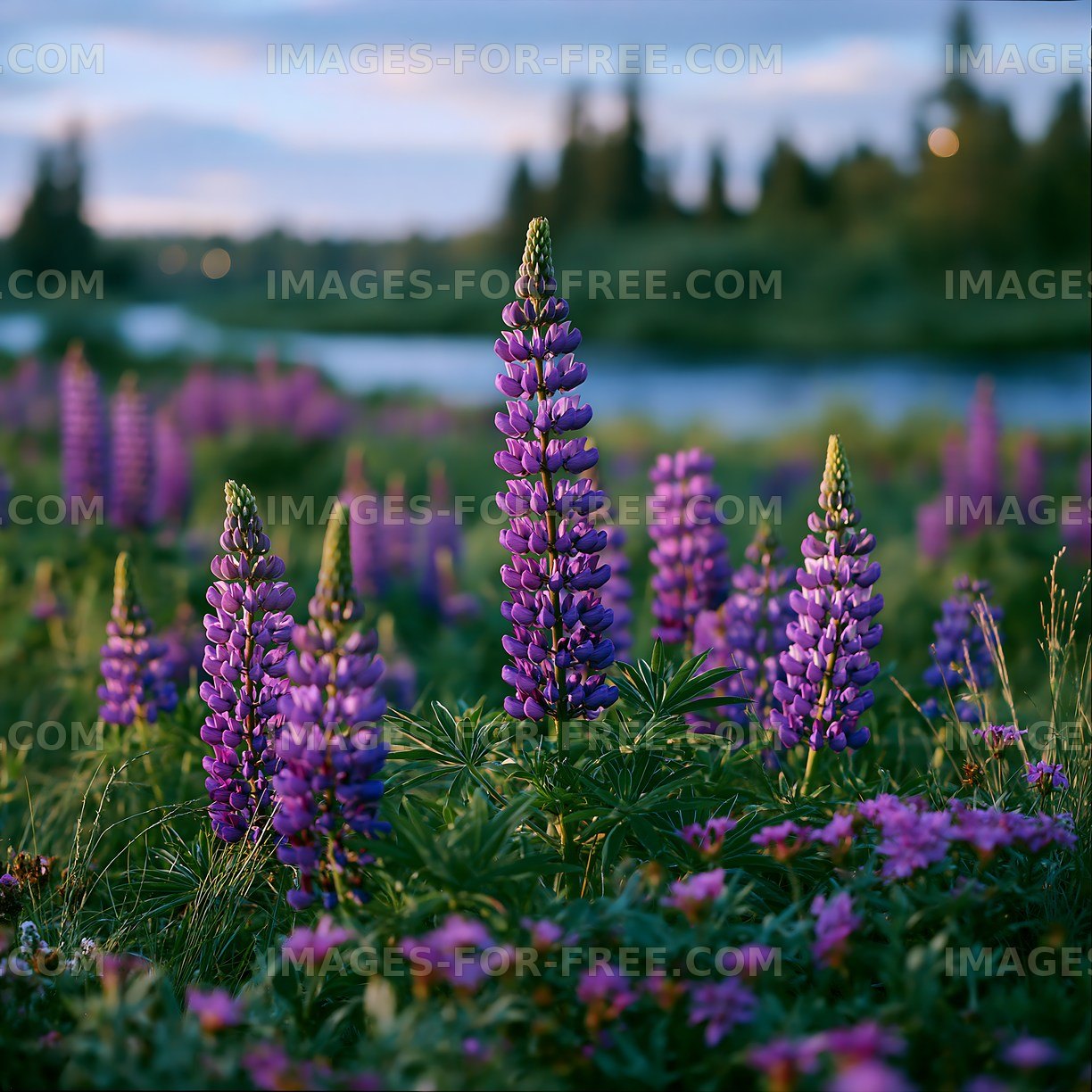 Purple lupine flowers growing by a river at sunset