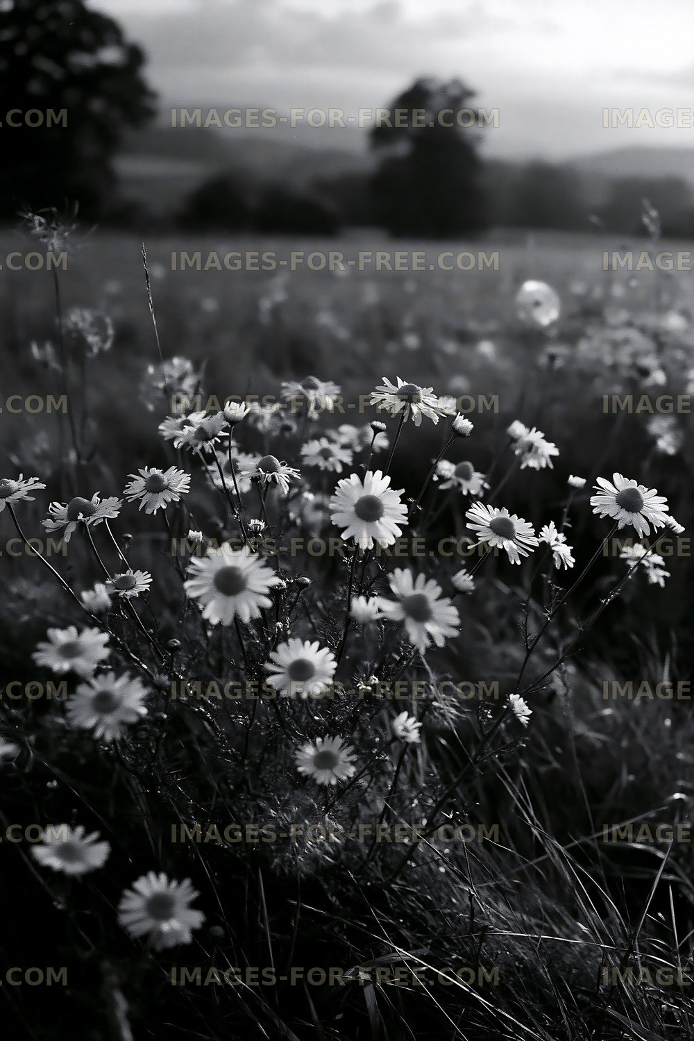 Wildflowers in a field during cloudy weather
