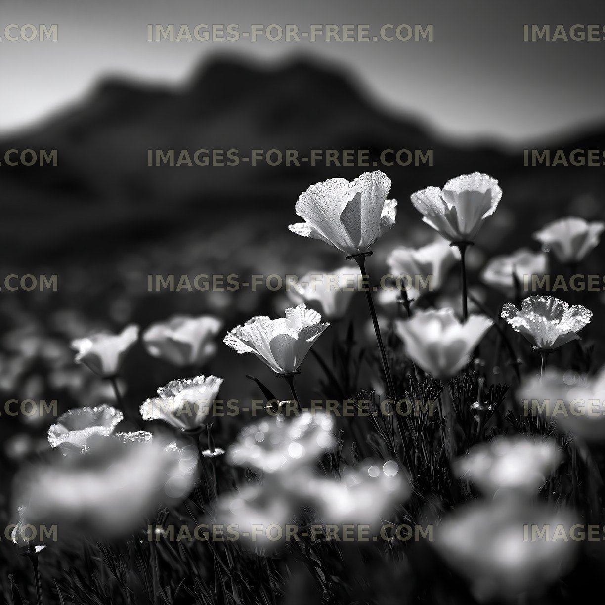 White flowers blooming under sunlight with mountains in background