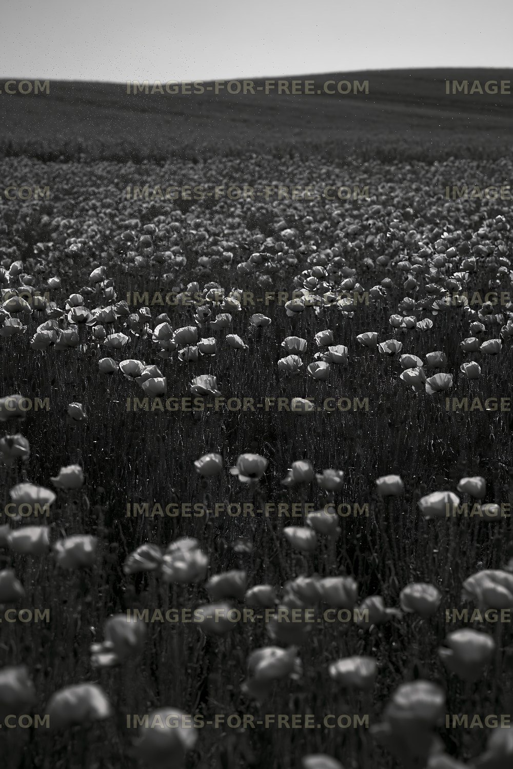 Field of poppies in black and white under a clear sky