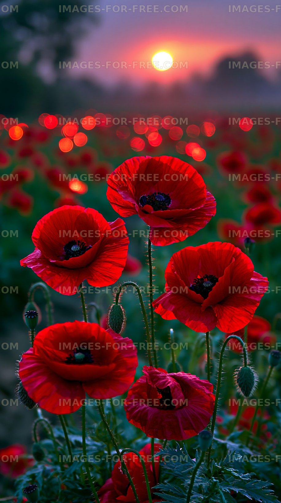 Bright red poppies blooming at sunset in a field