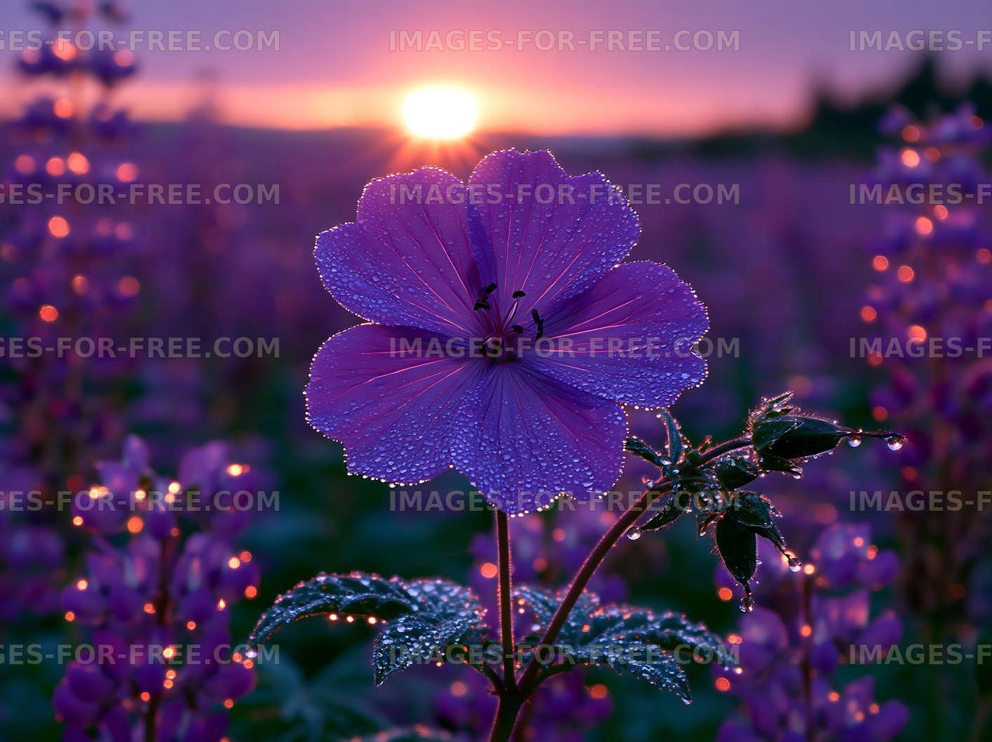 Flower with dew at sunrise in a purple field