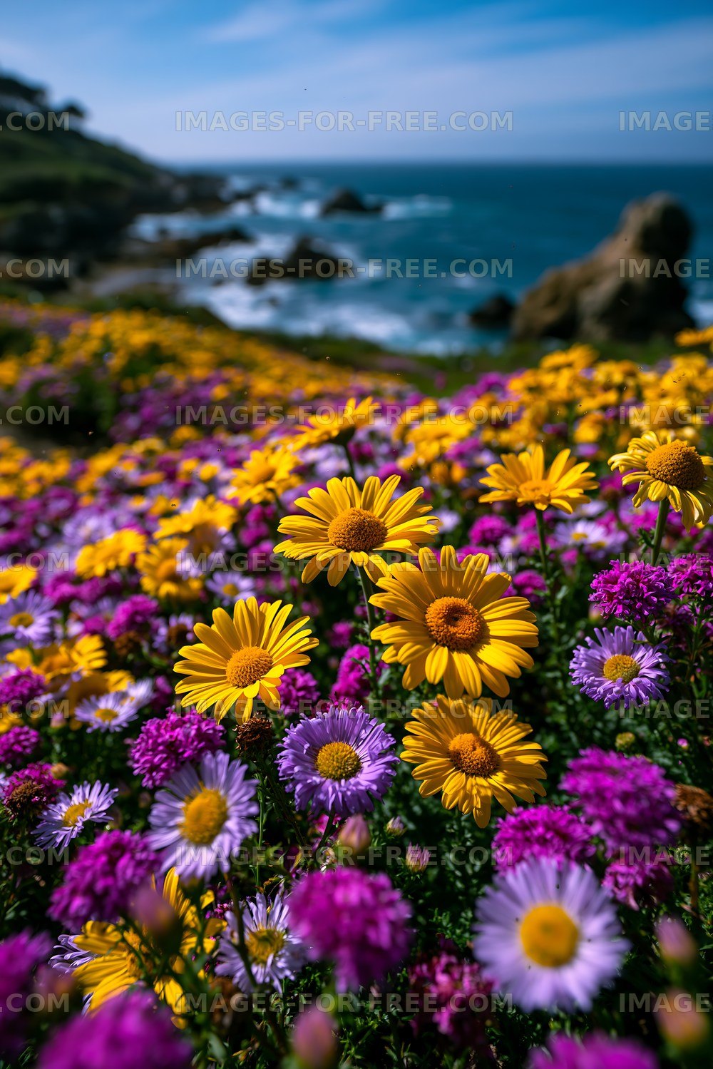 Vibrant flowers along the coastline in daytime