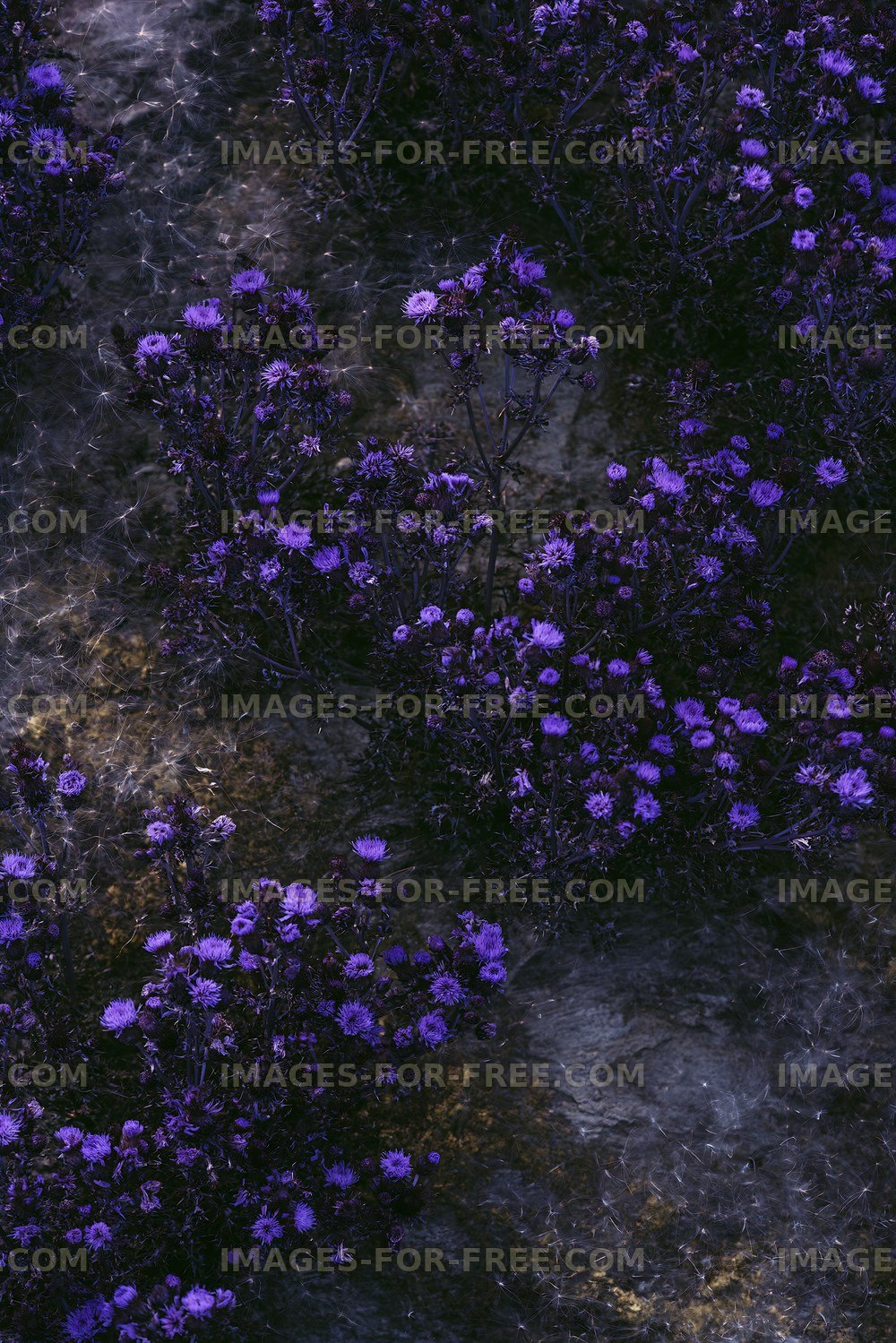 Purple flowers growing on a rocky ground in natural setting