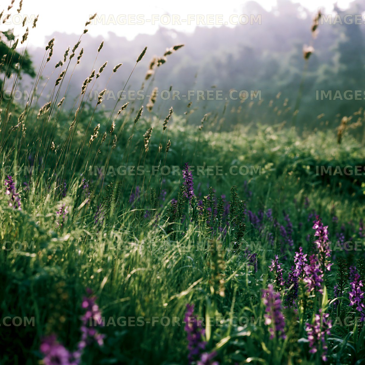 Wildflowers bloom in a sunlit meadow during early morning
