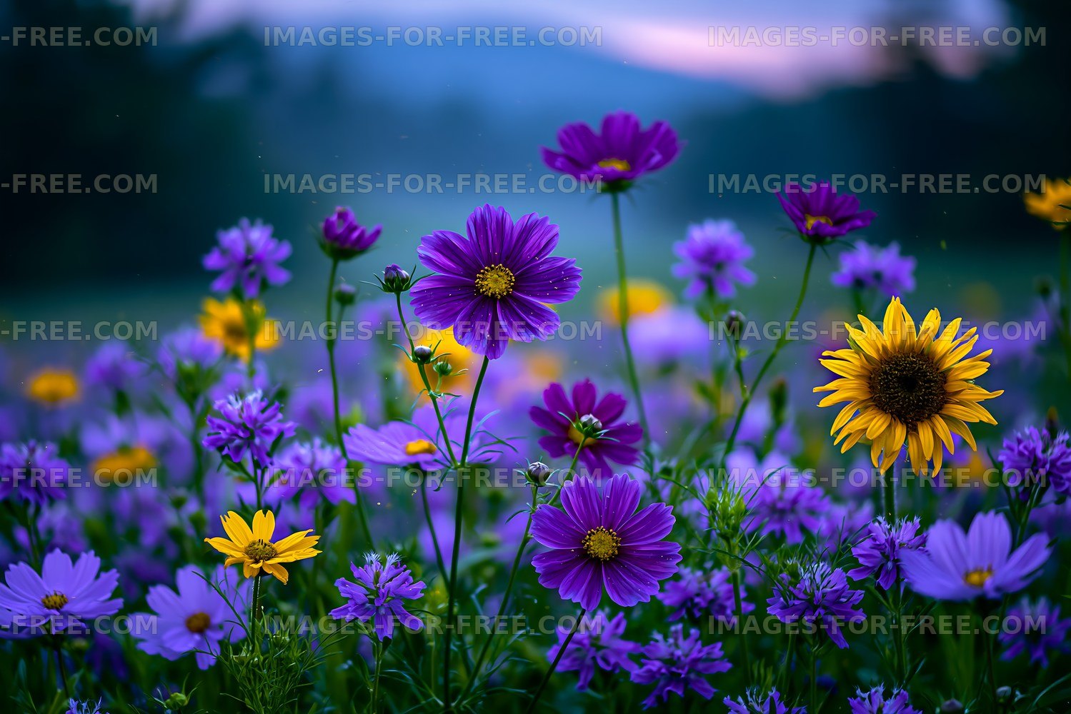 Vibrant wildflowers in bloom under a sunset sky