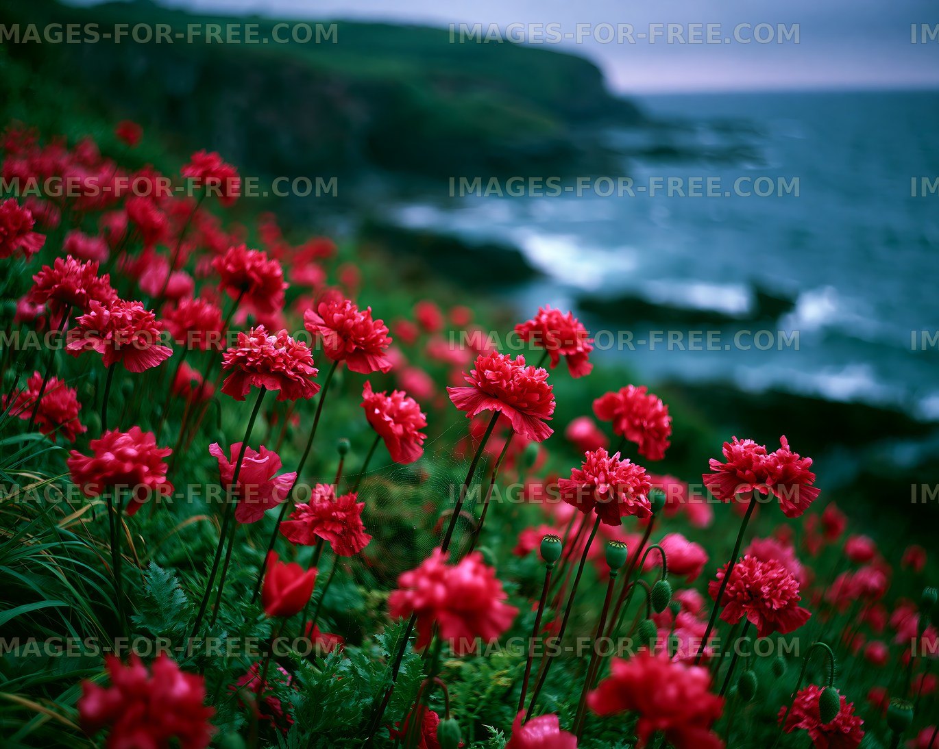 Red flowers along rocky coastline near the ocean