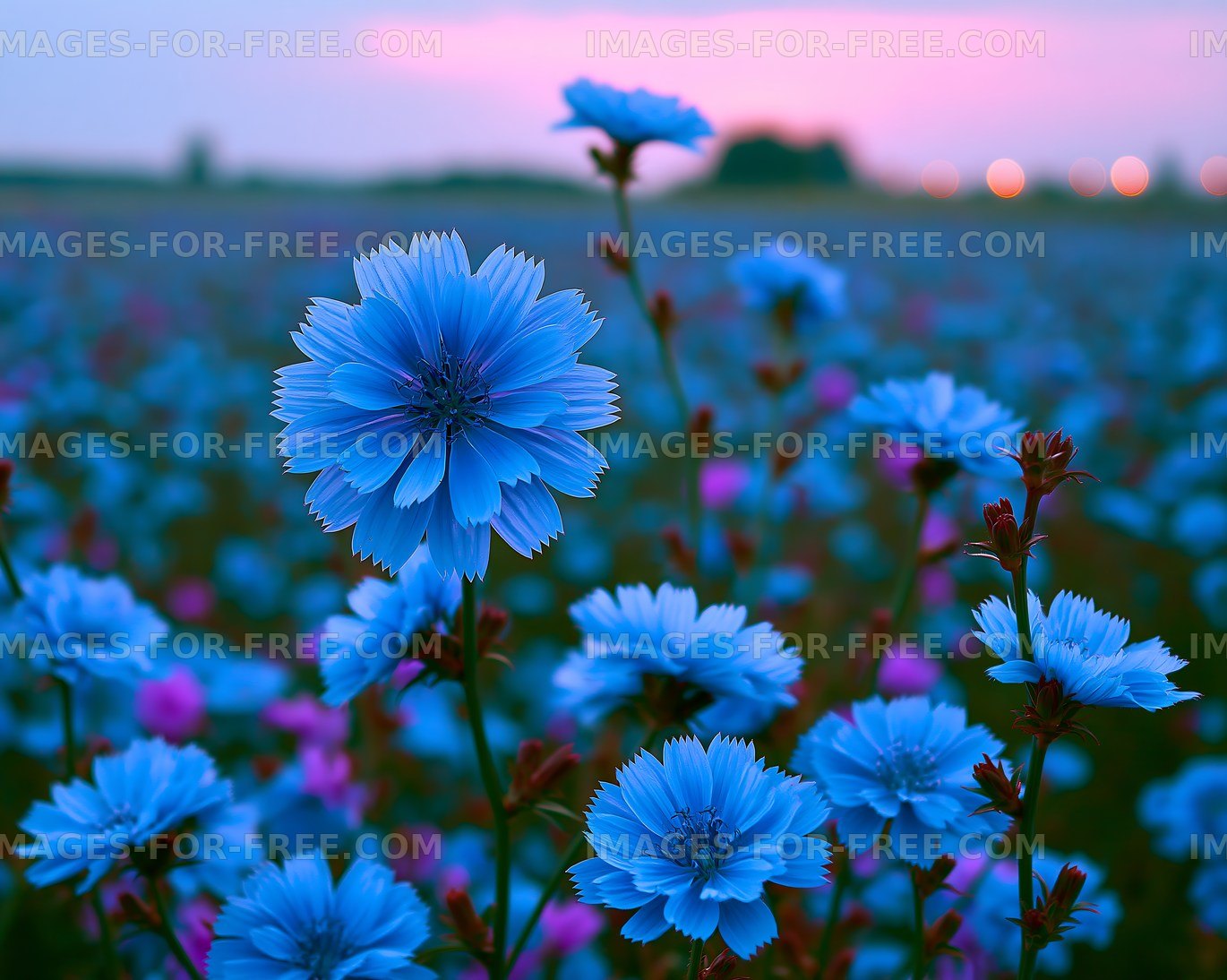 Blue flowers bloom in a field at sunset