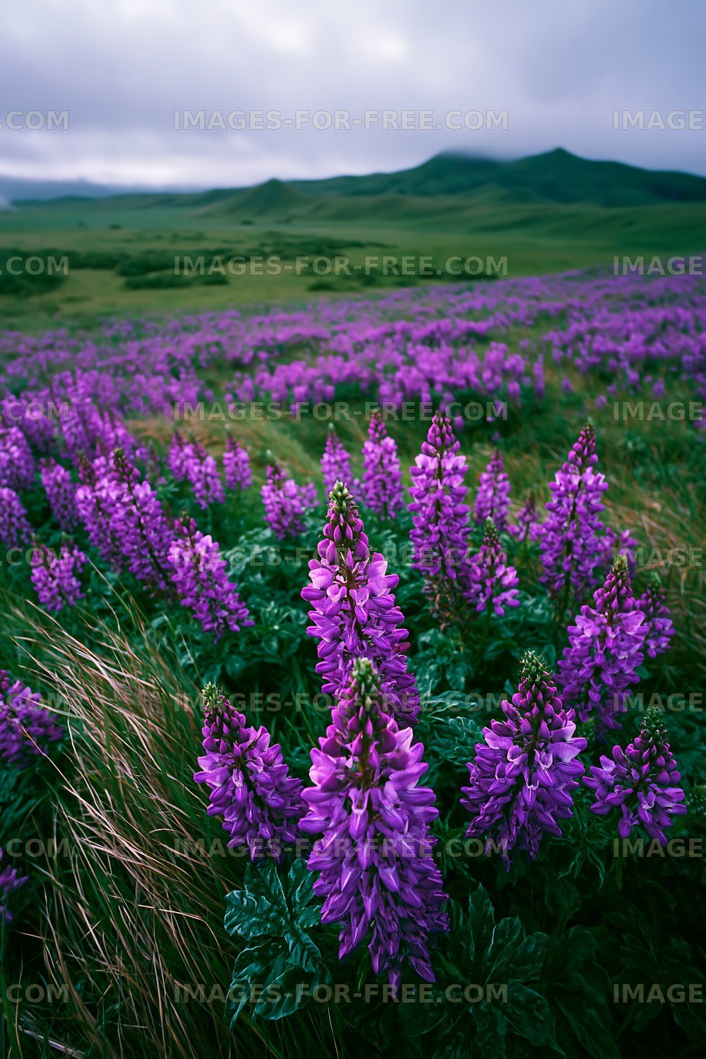 Lupine flowers bloom in a field under cloudy skies