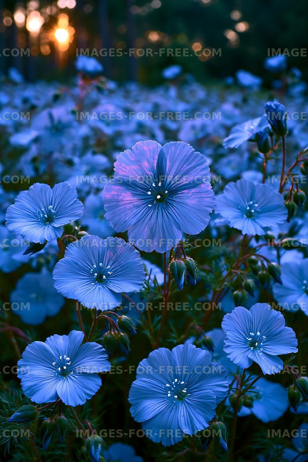 Blue flowers blooming in a field at sunset