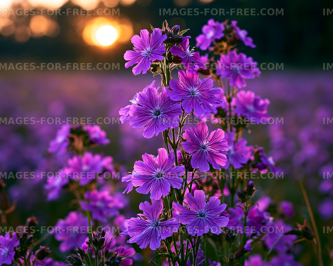 Purple flowers under sunset in a vibrant field