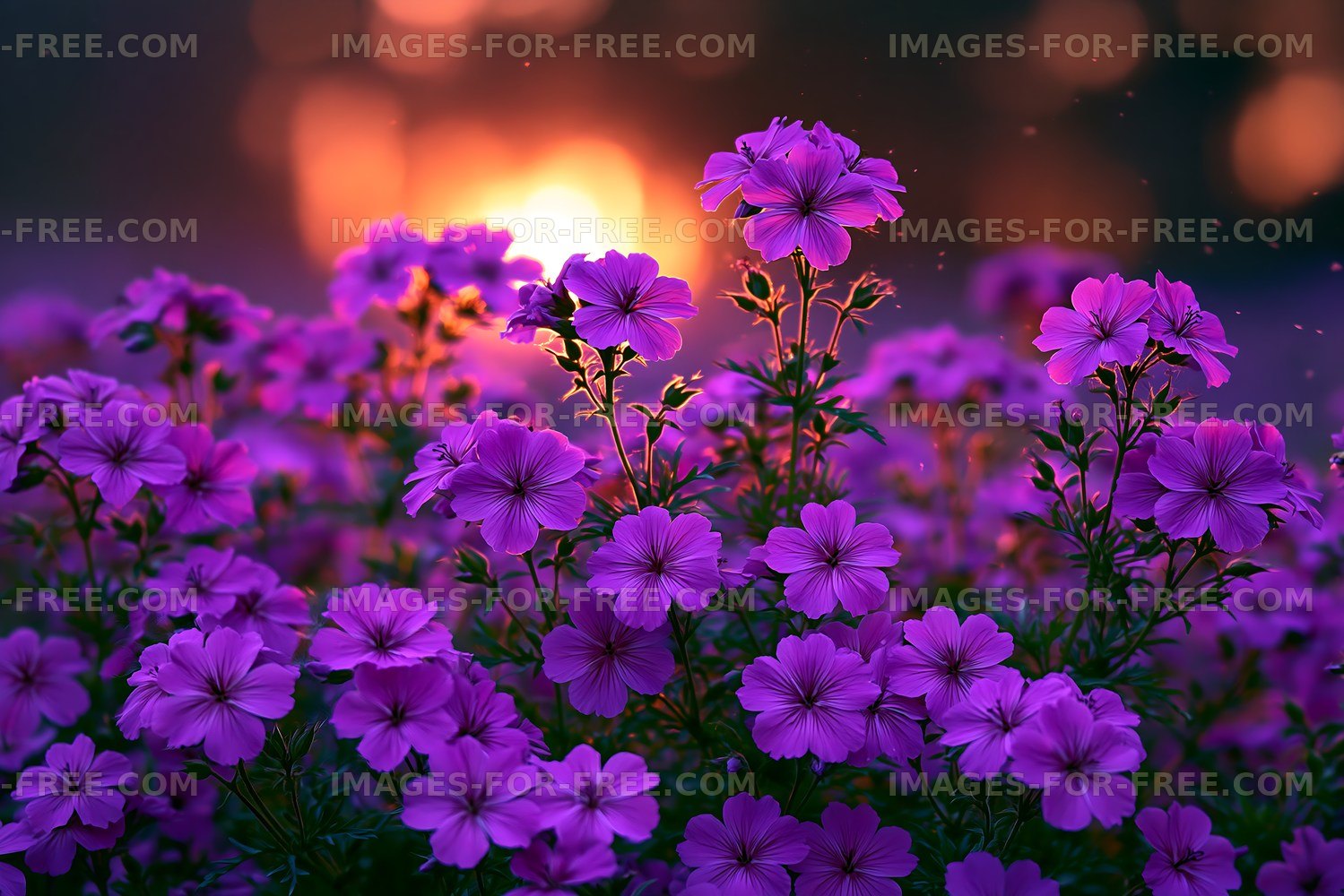 Purple flowers in the sunset light