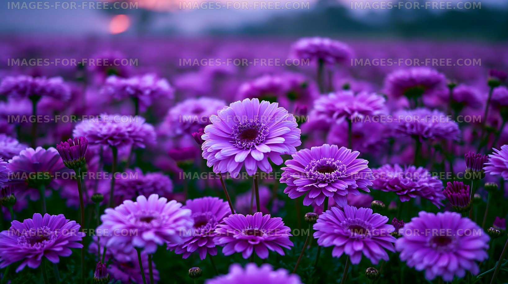 Vibrant purple flowers in a blooming field during sunset