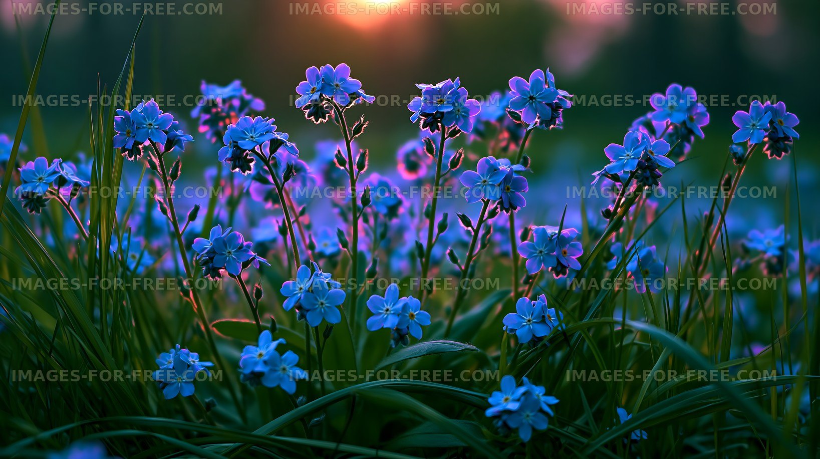 Blue flowers in a field at sunset