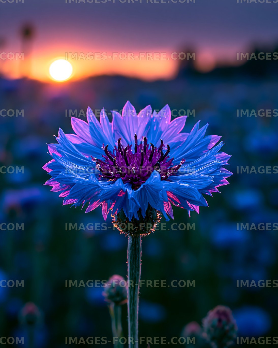 Colorful flower in sunset landscape