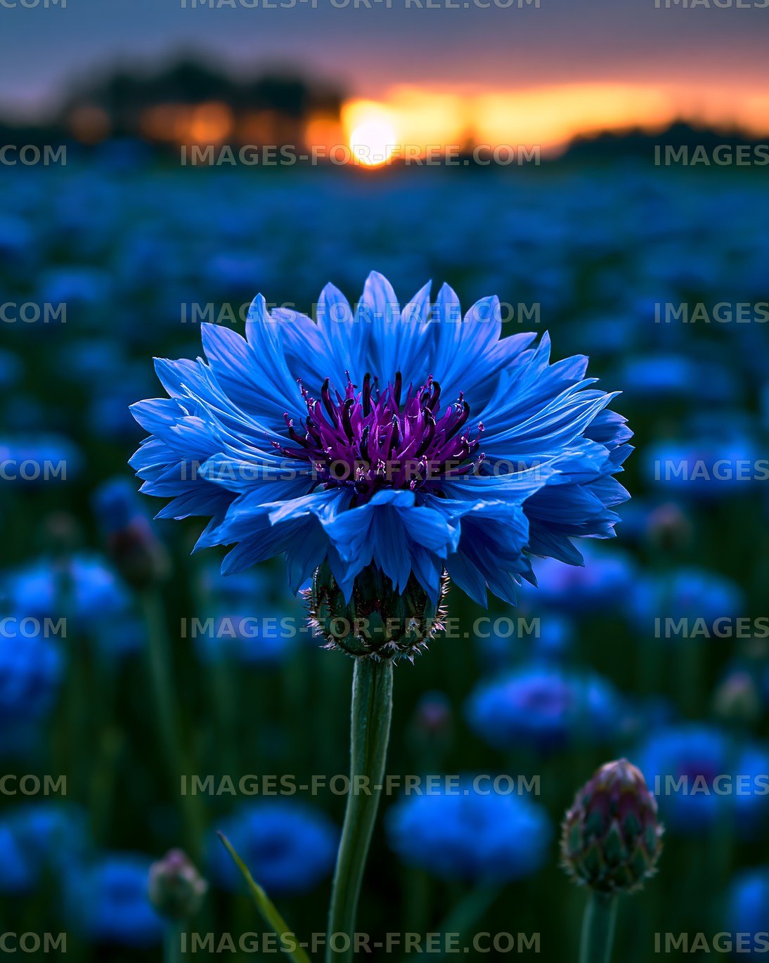 Blue flower with sunset in a field