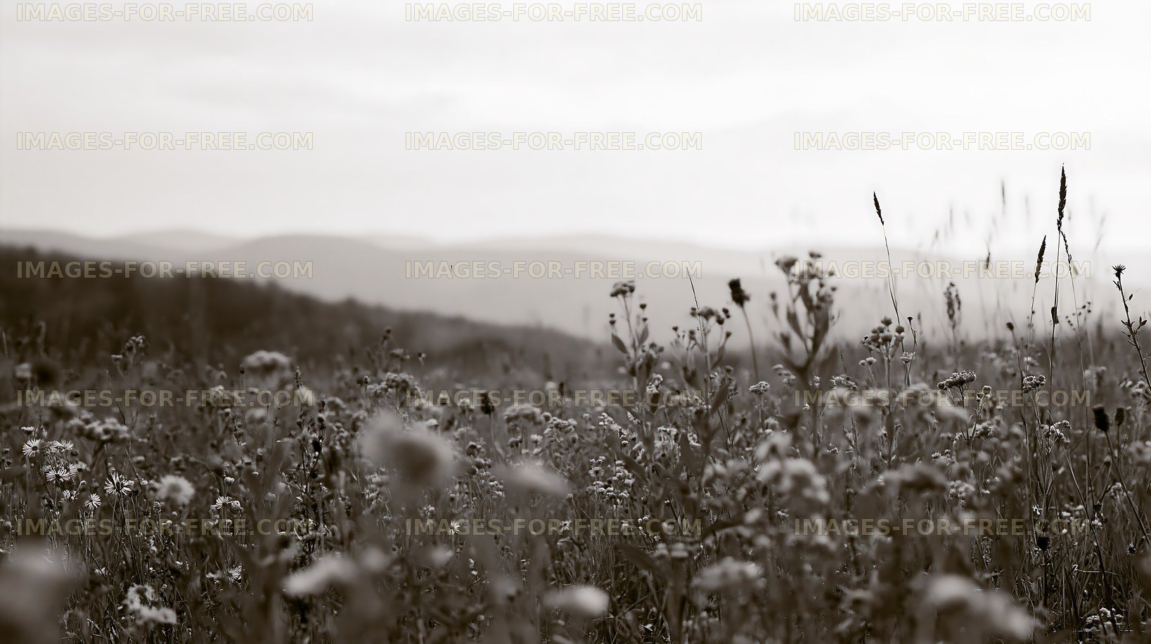 Wildflowers in a mountain field during daytime