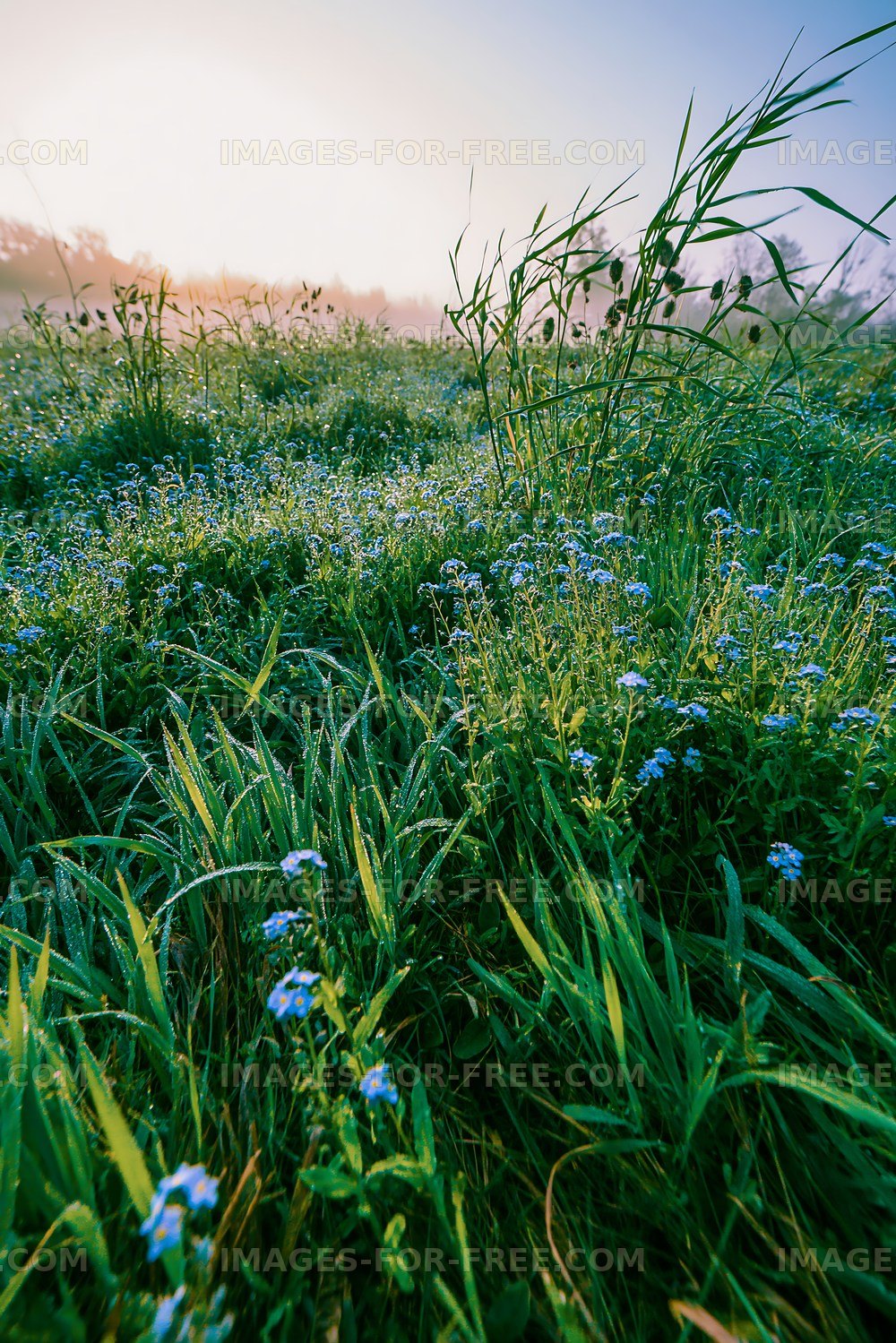 Morning dew on wildflowers in a grassy field