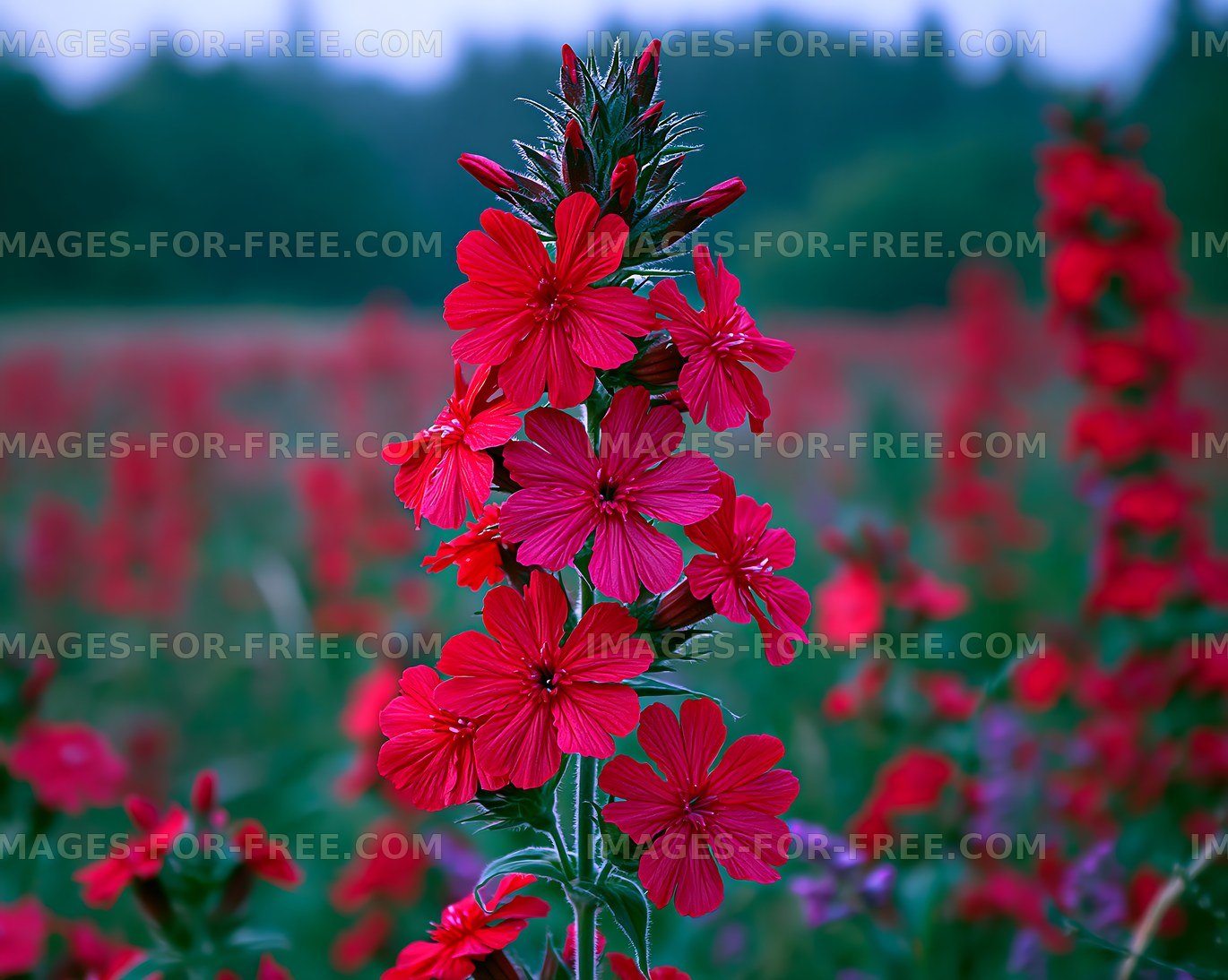 Bright red flowers bloom in a field during daytime