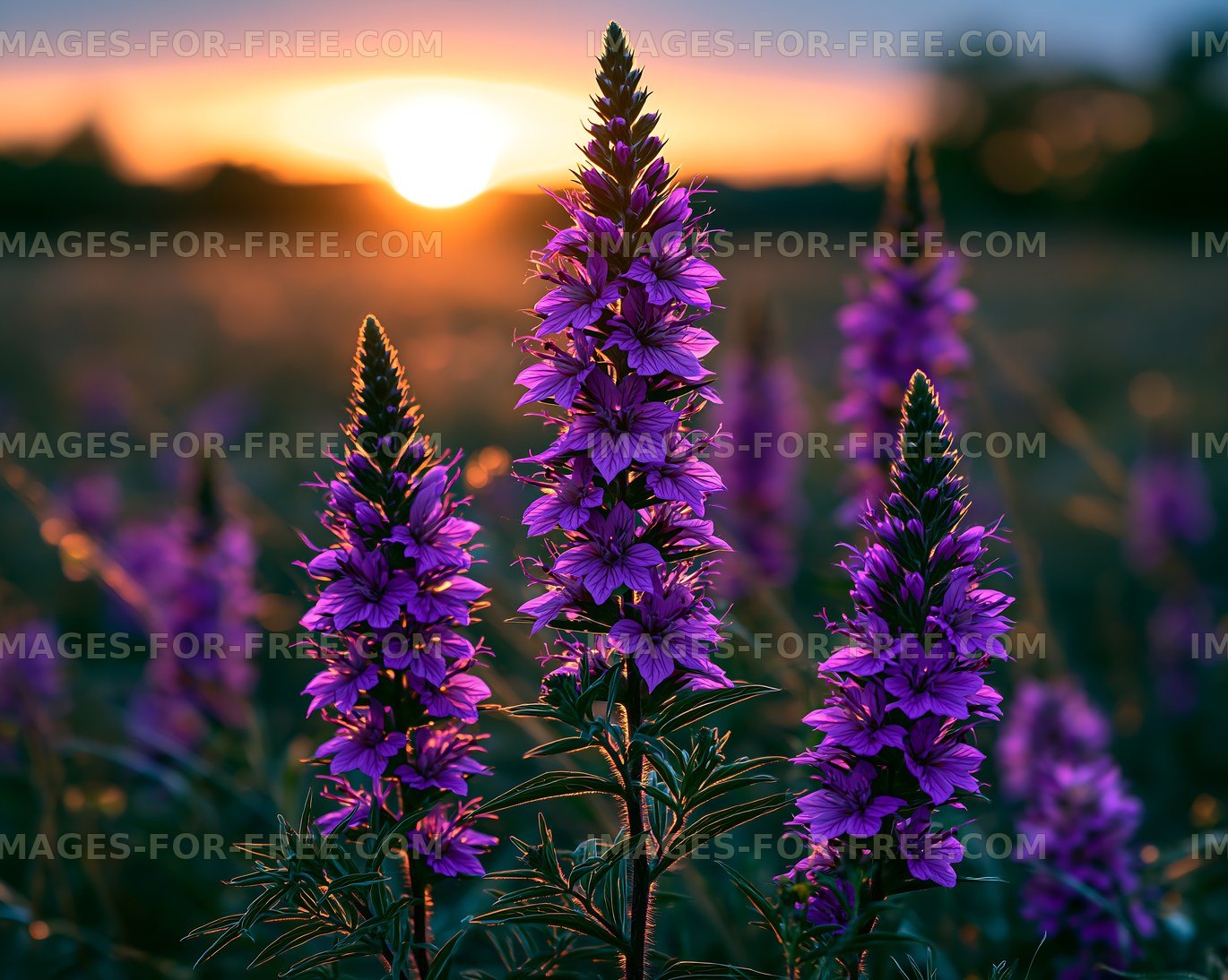 Purple flowers bloom under sunset sky