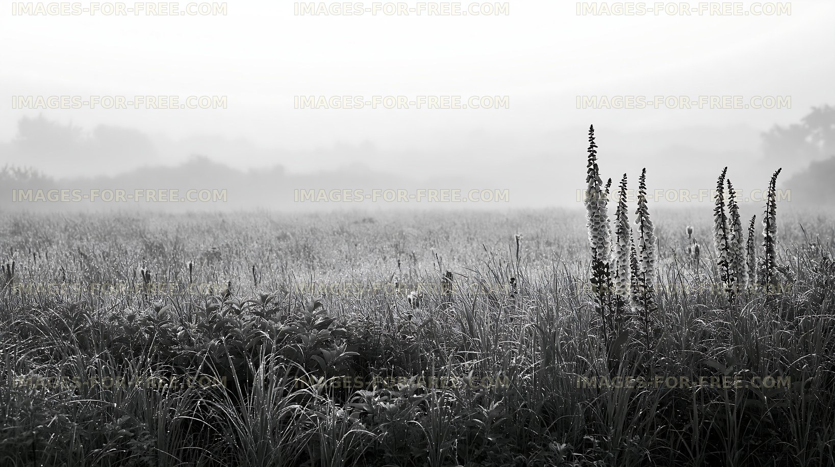Foggy field with tall grasses and plants in black and white