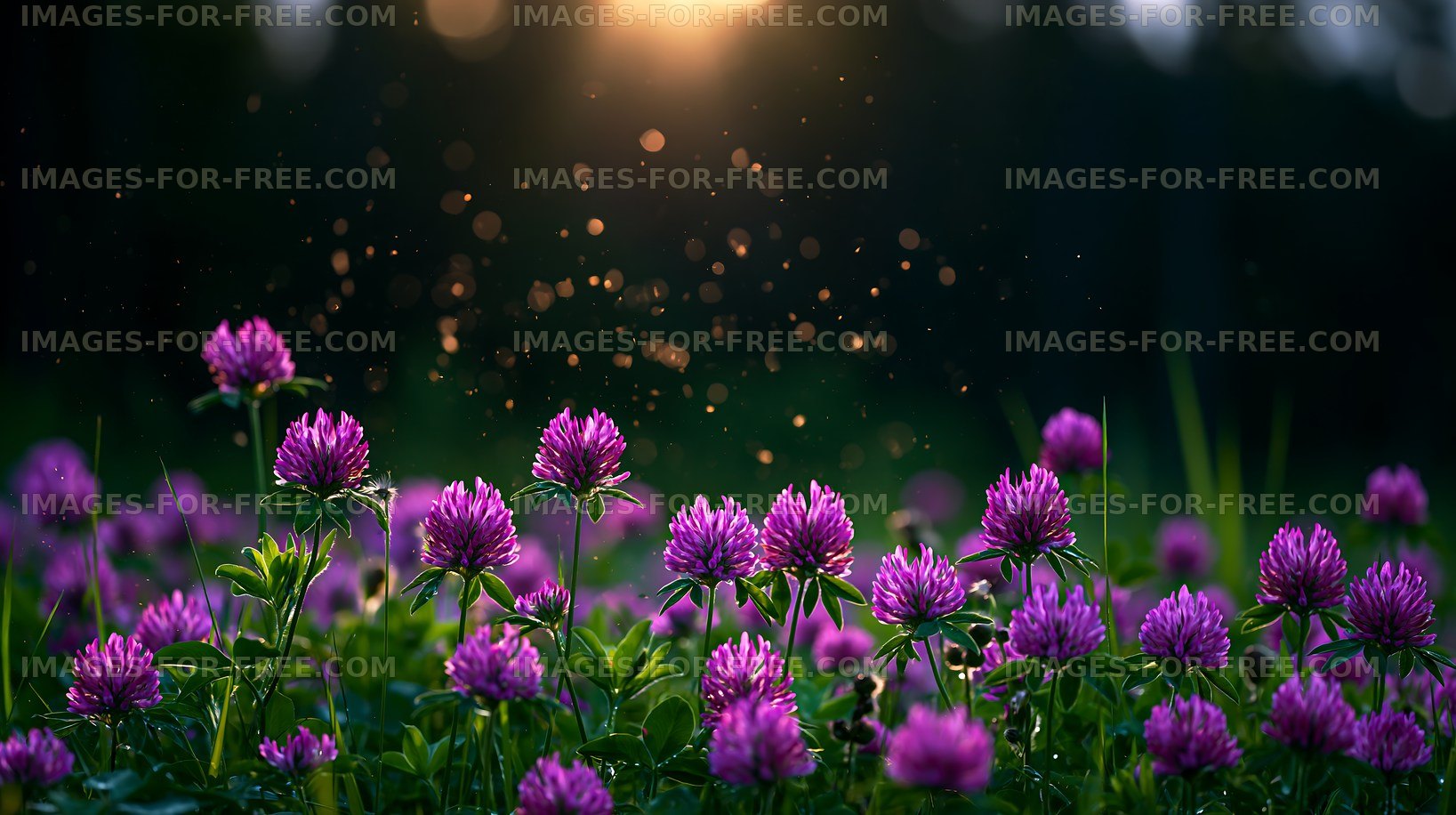 Clover flowers under sunset light in a garden