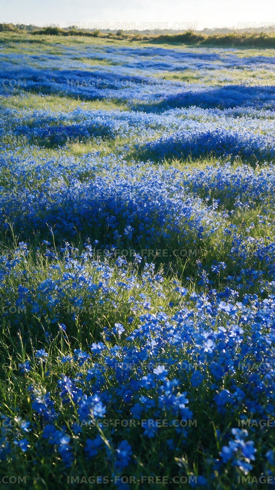 Blue flowers cover a green field under bright sunlight