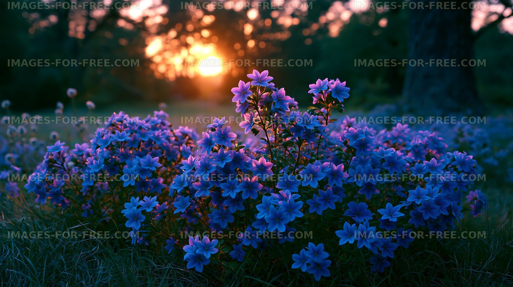 Sunset over blooming purple flowers in a natural setting