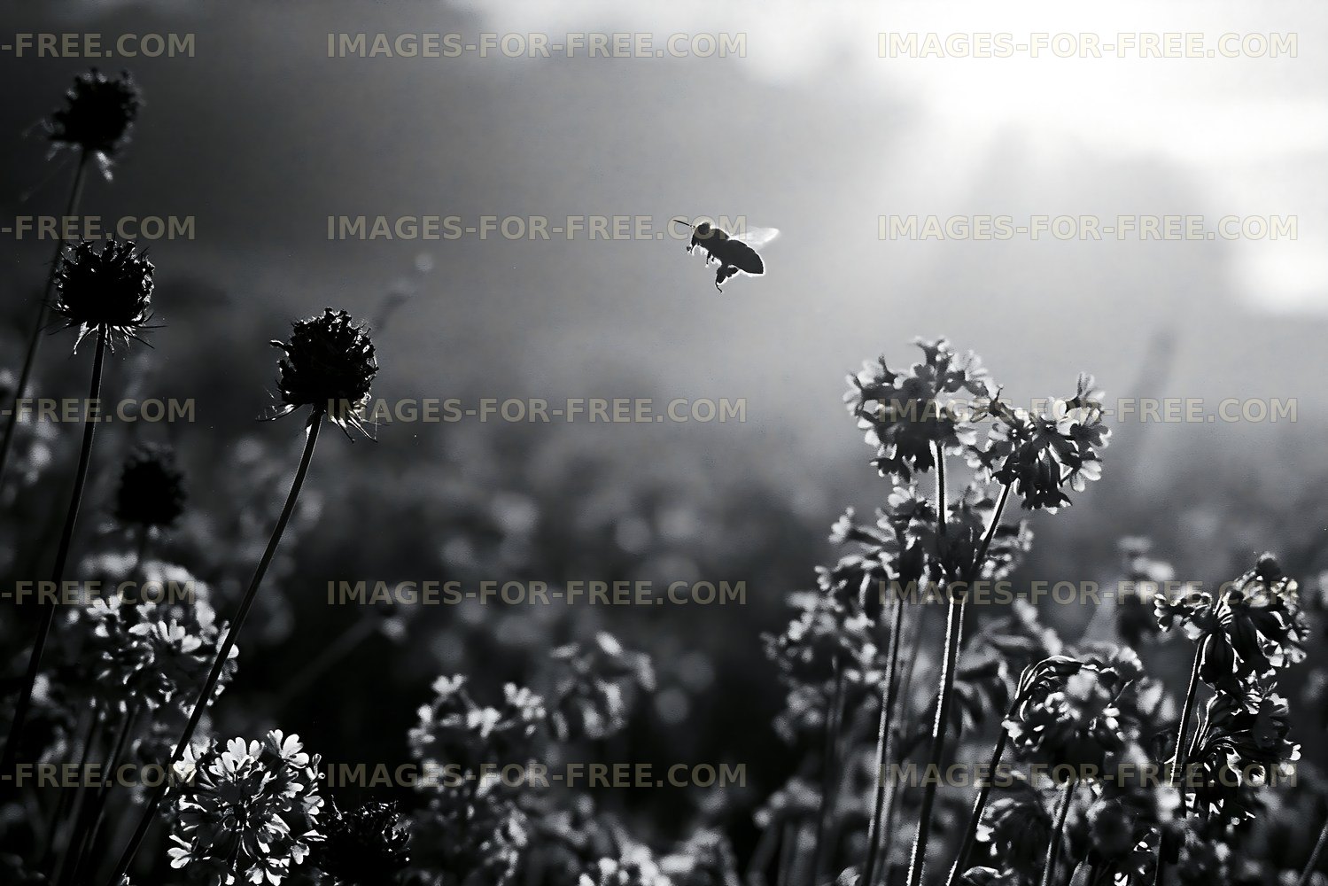 Bee hovering over flowers in a field