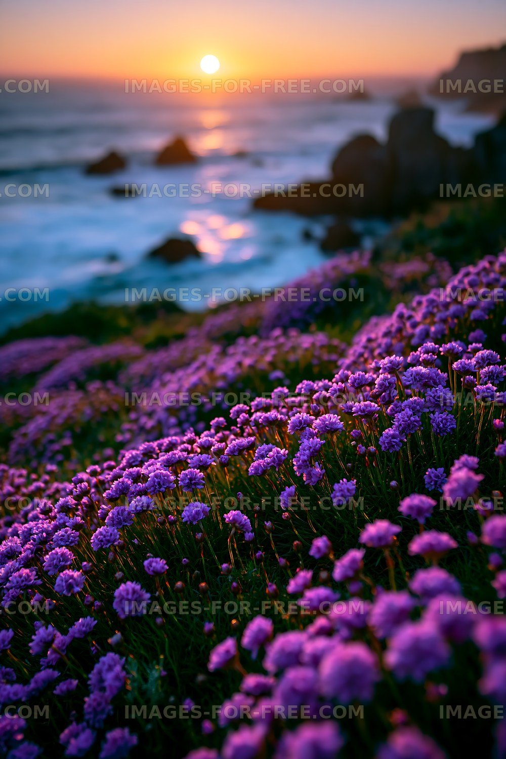 Purple flowers by the ocean at sunset