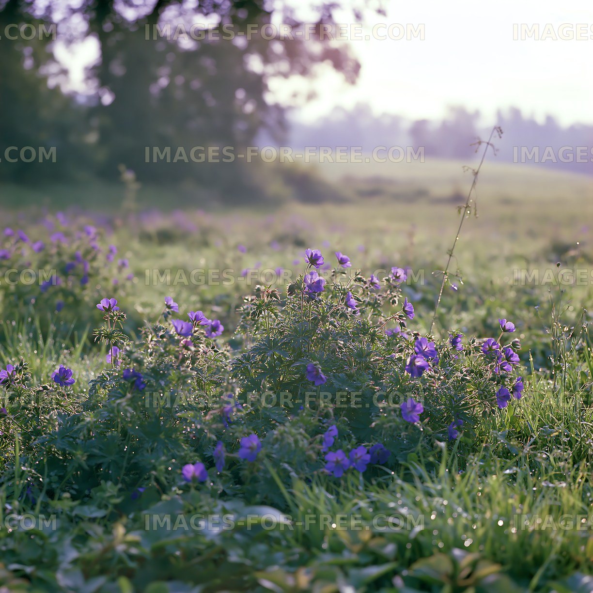 Purple flowers bloom in a grassy field during early morning