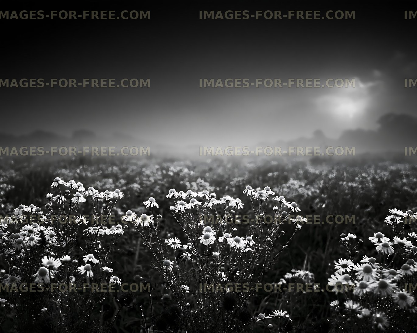 Flowers in a misty field at dusk