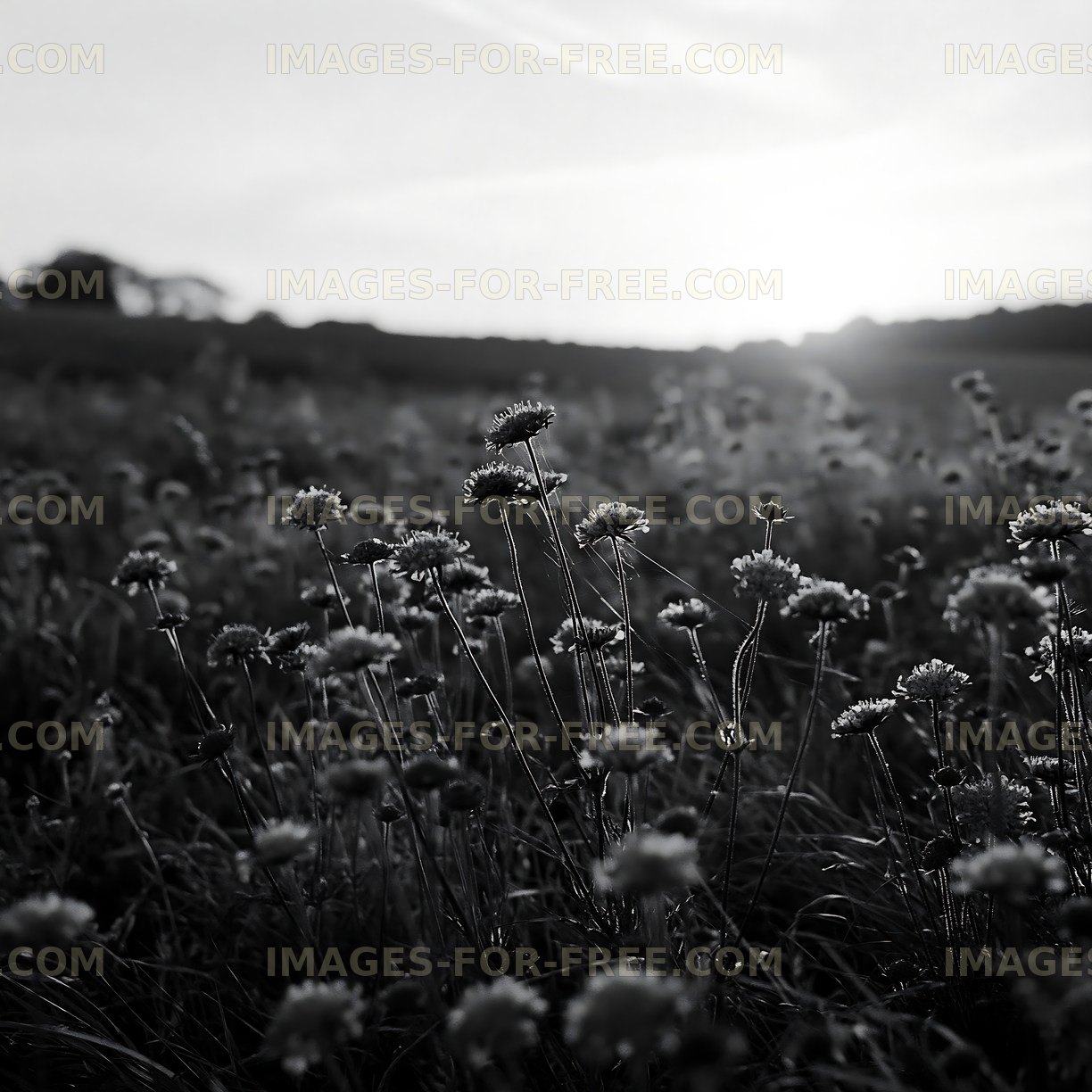 Wildflowers in a field at sunset