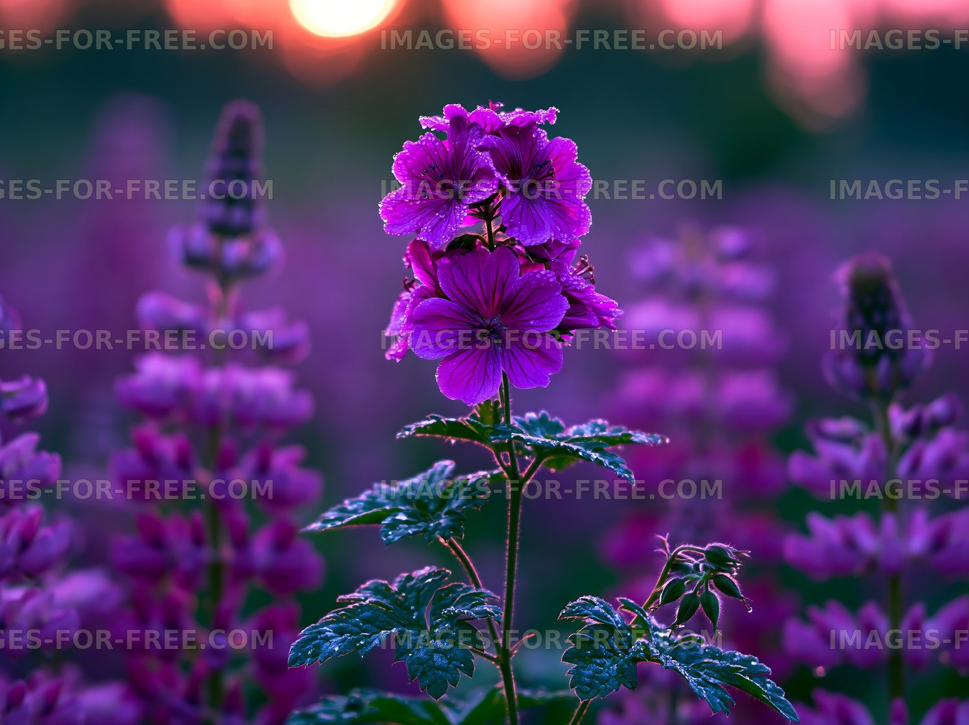 Purple flowers blooming in a meadow at sunset