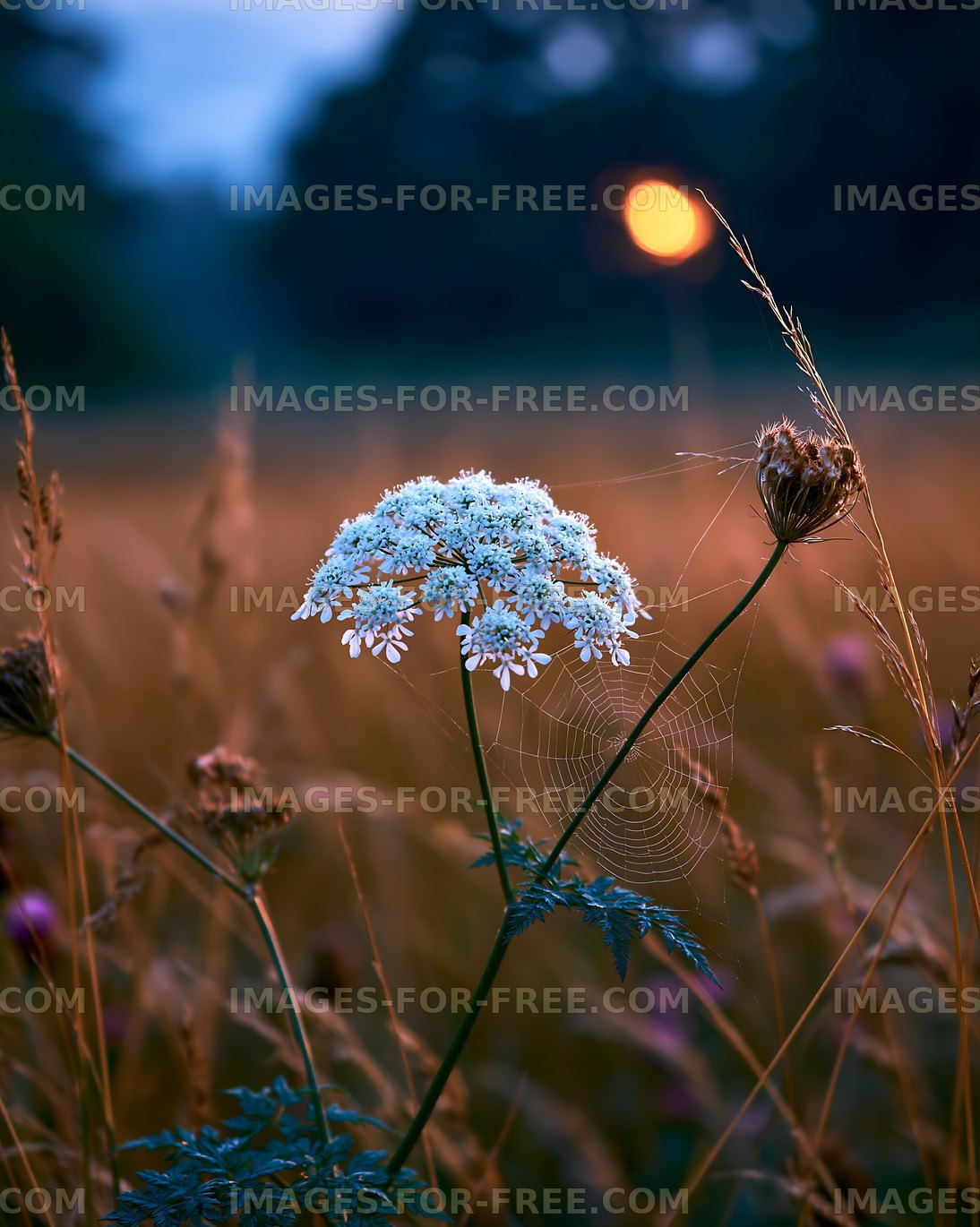Flowers with spider web at sunset in a field