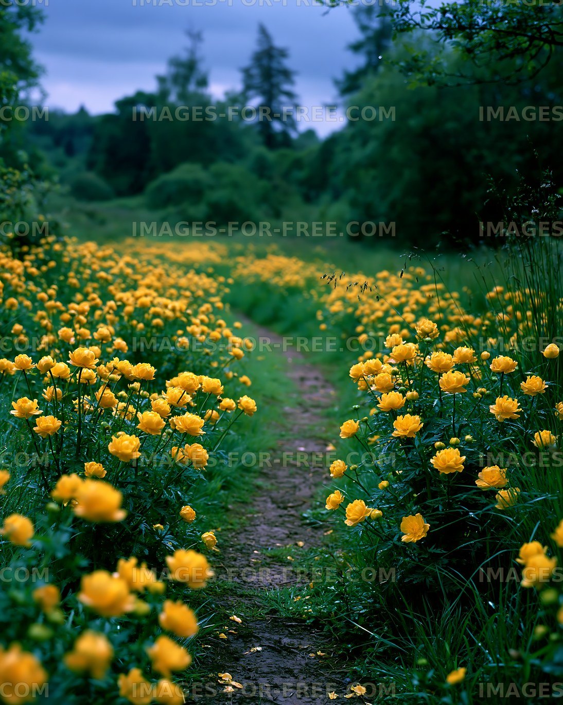 Path through a field of yellow flowers on a cloudy day