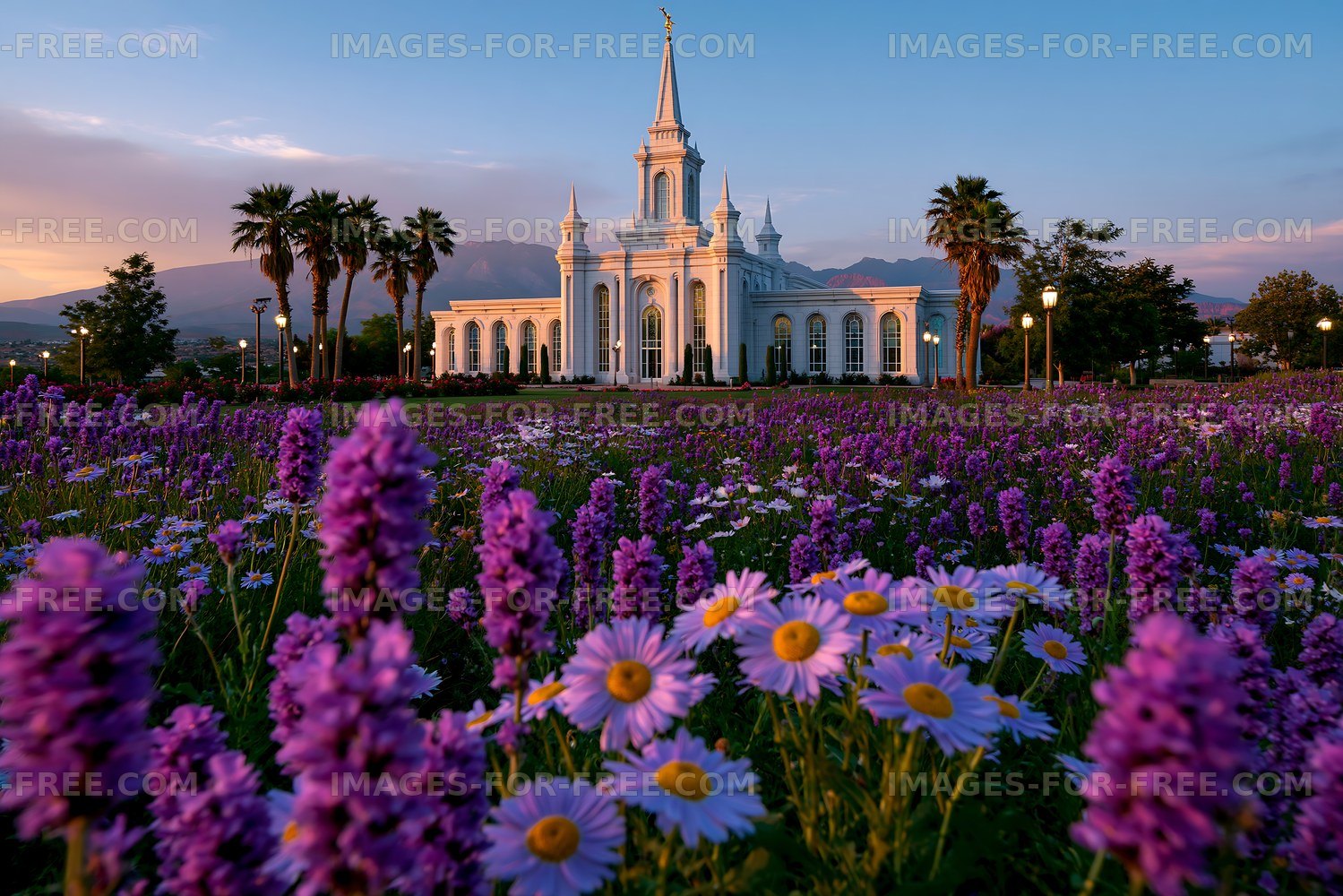 Colorful flowers with a large white building in the background