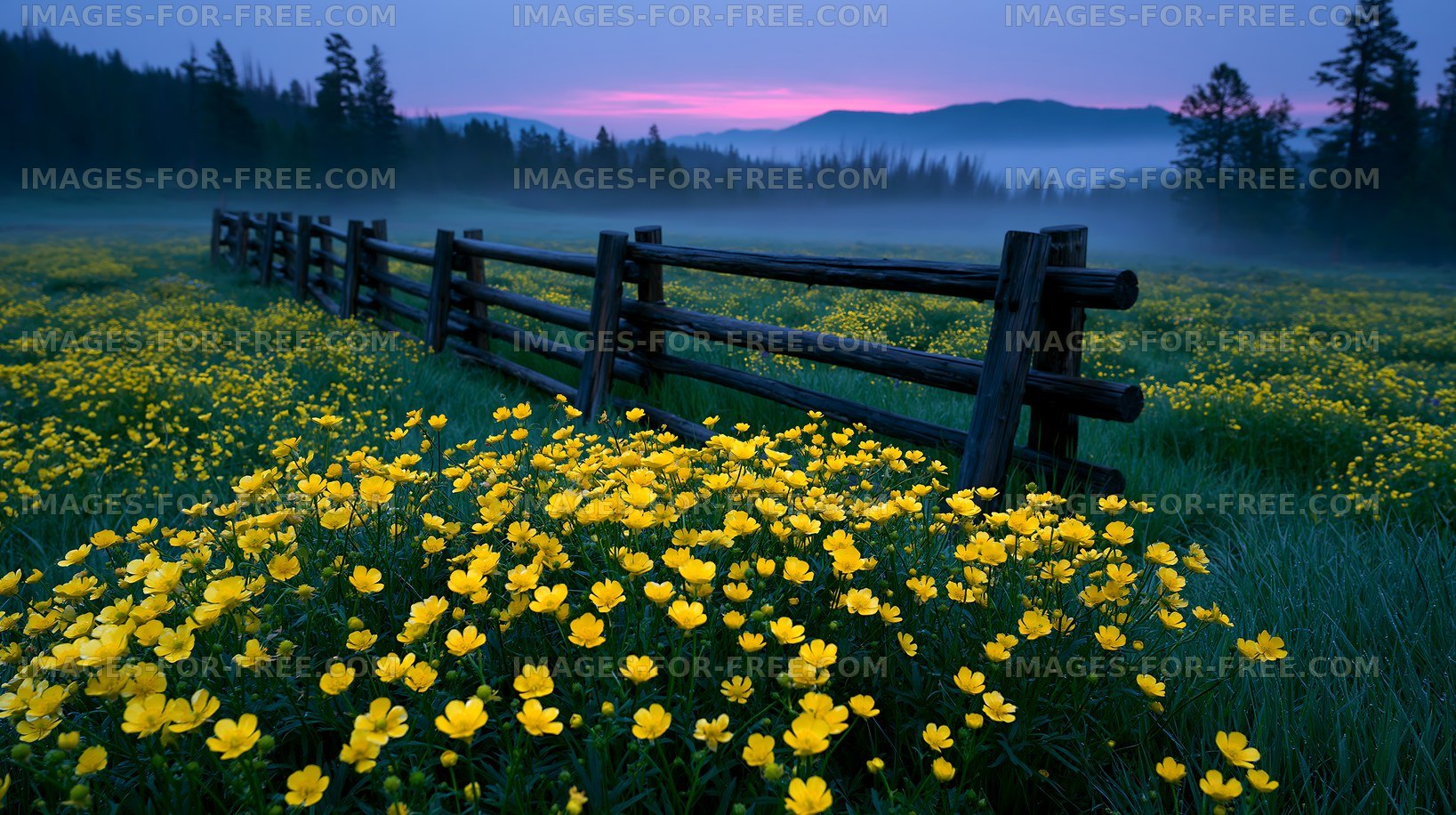 Yellow flowers bloom near a wooden fence at dusk