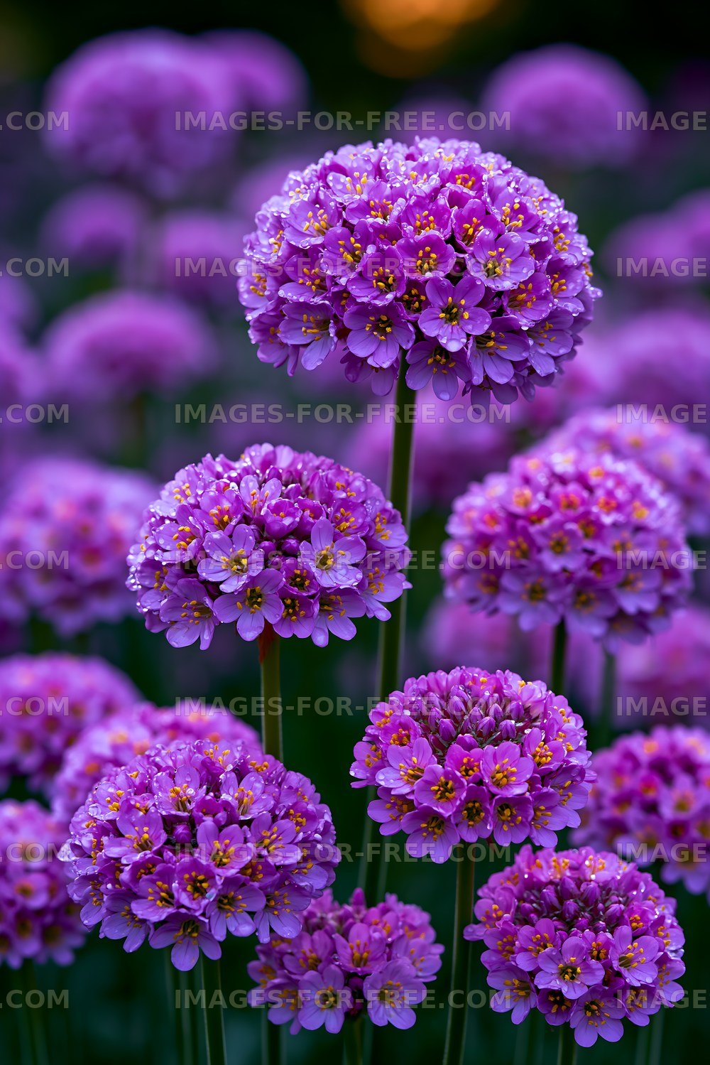 Vibrant purple flowers in a garden during sunny weather