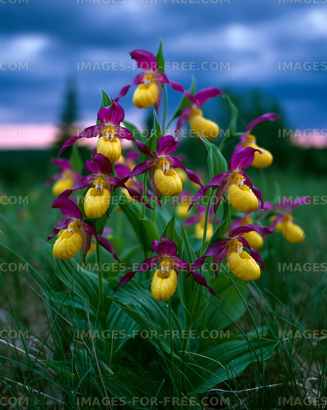 Yellow lady's slipper orchids bloom in a field at sunset