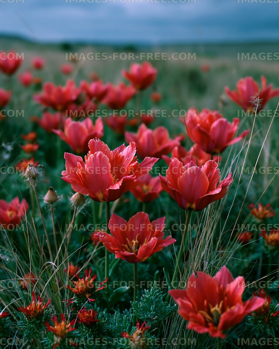 Red flowers bloom in a grassy field under a cloudy sky