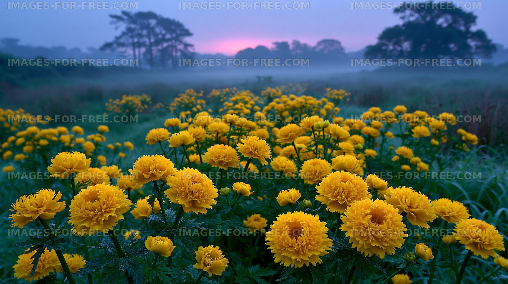 Bright yellow flowers in a foggy field at dawn
