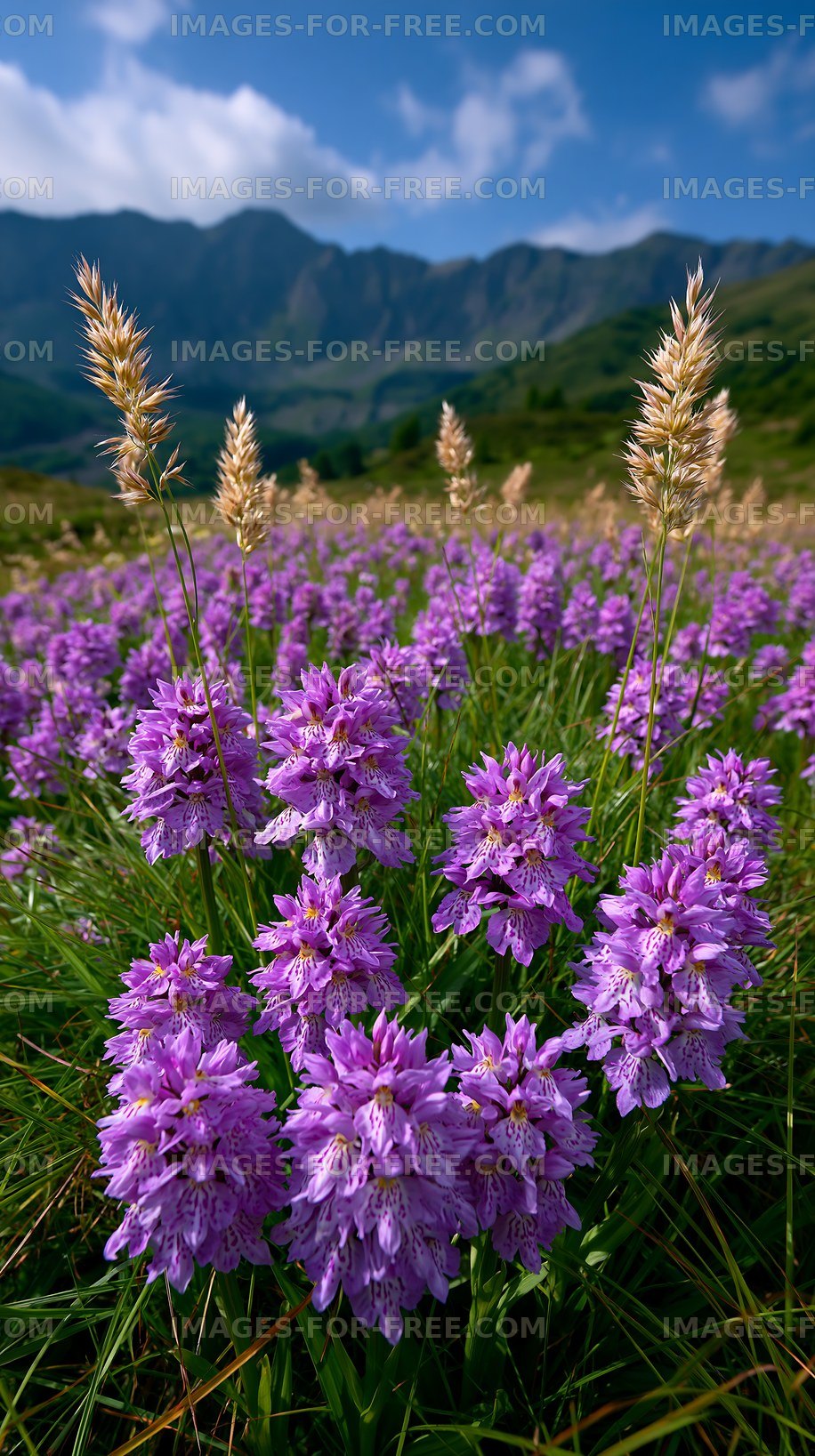 Purple flowers bloom in a green field under a blue sky