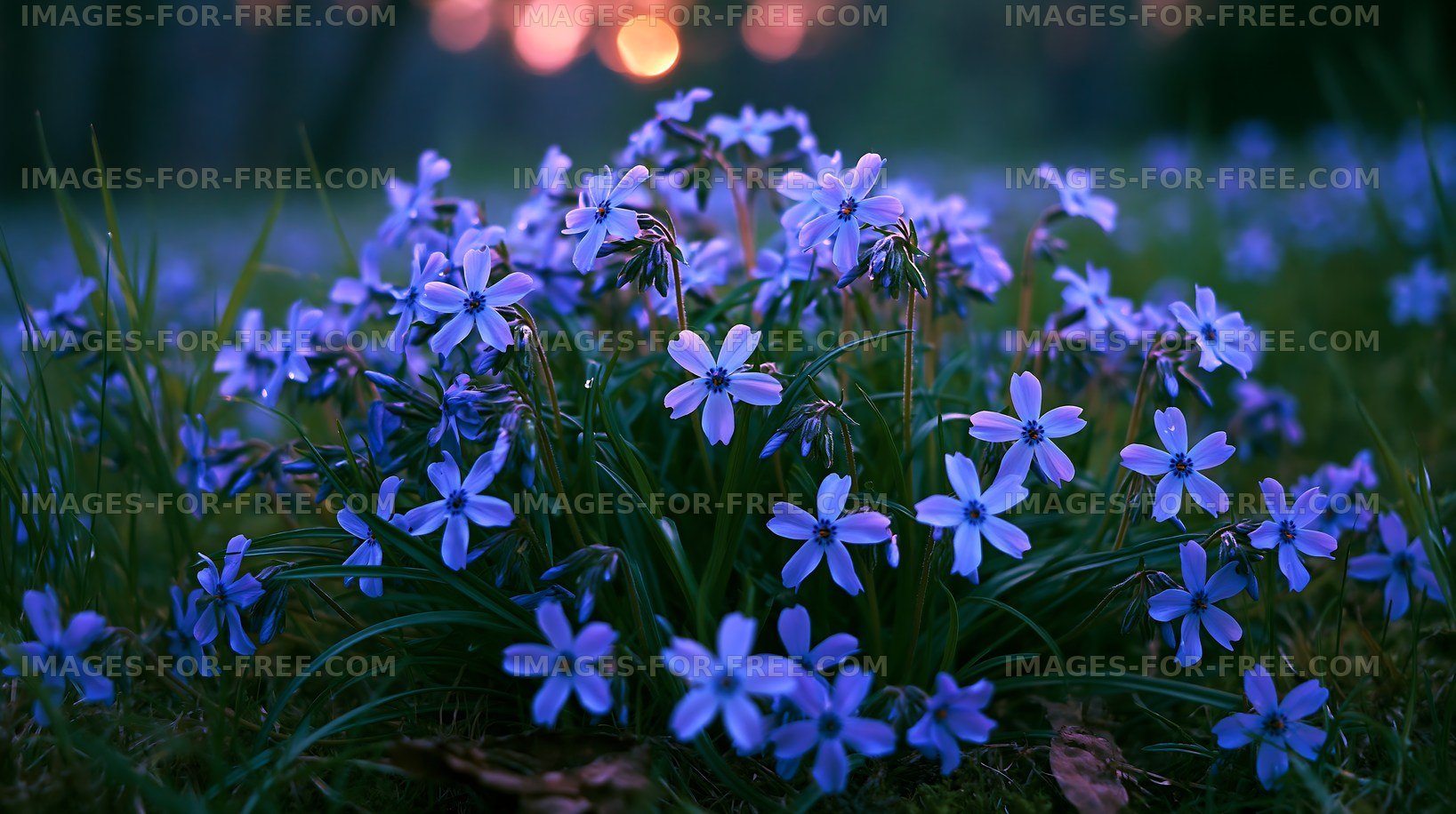 Violet flowers blooming in a grassy field at sunset