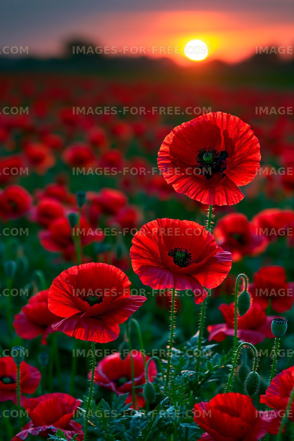 Bright red poppy flowers bloom during sunset in a field
