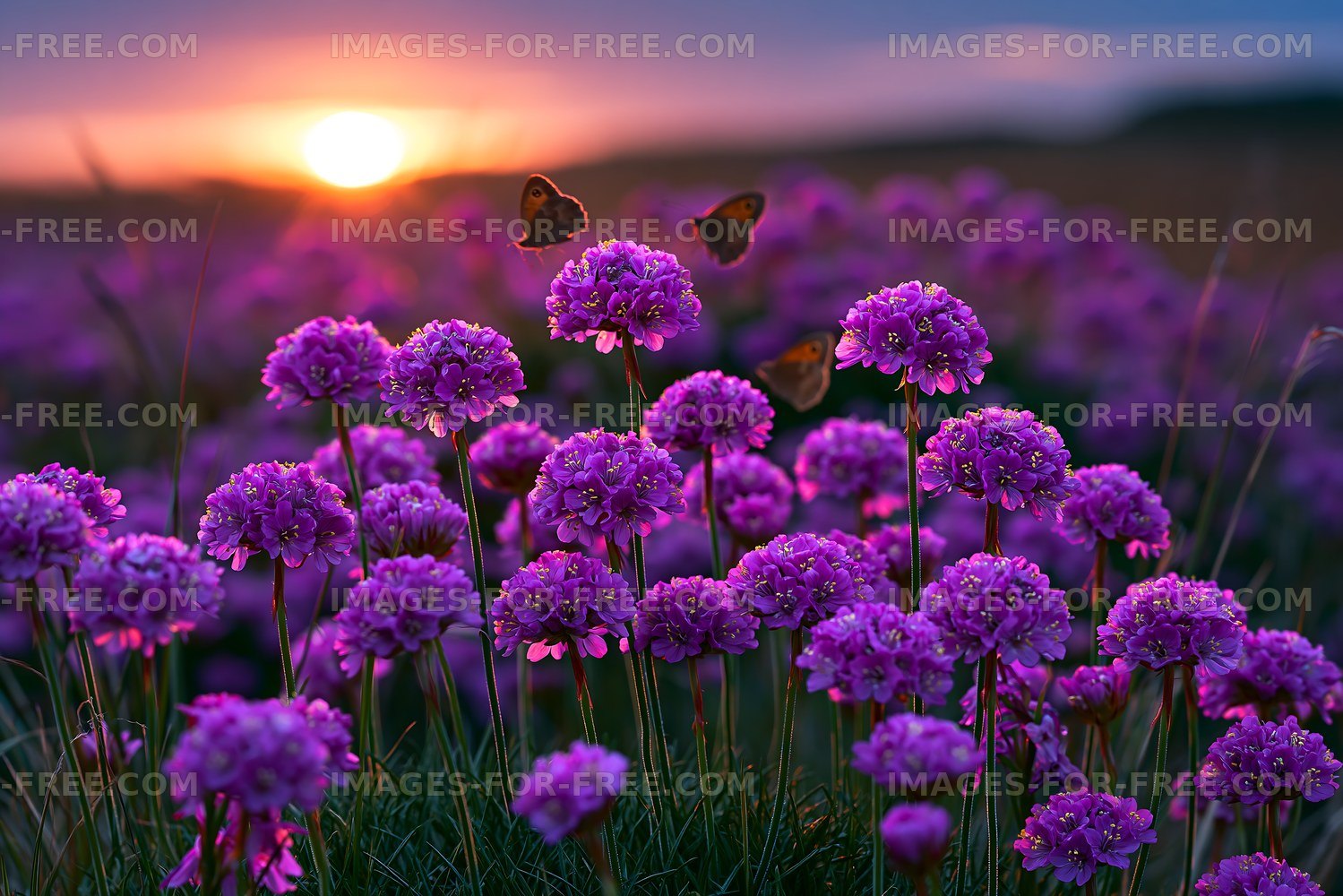 Purple flowers with butterflies at sunset in a field