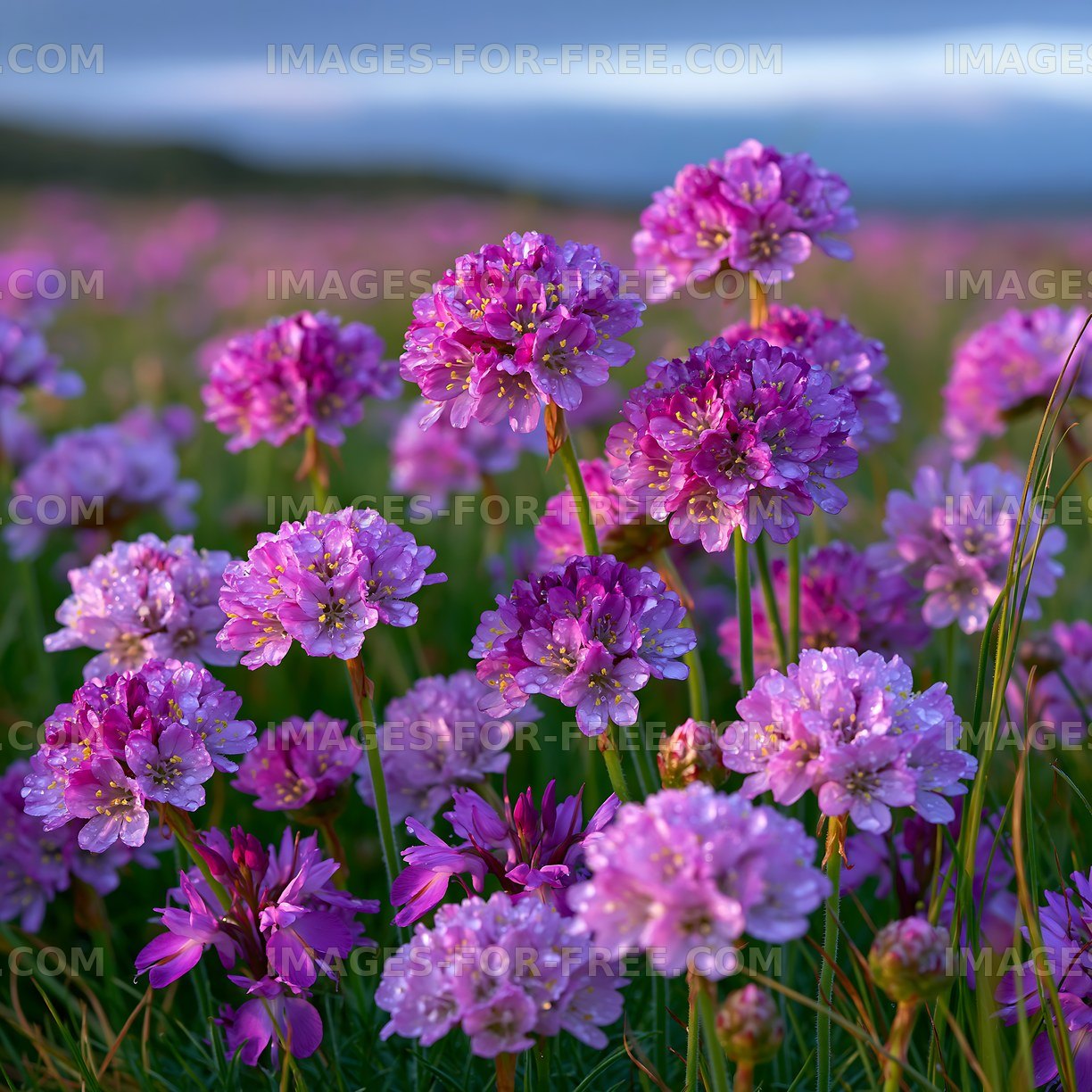 Field of purple flowers with morning dew in a natural setting