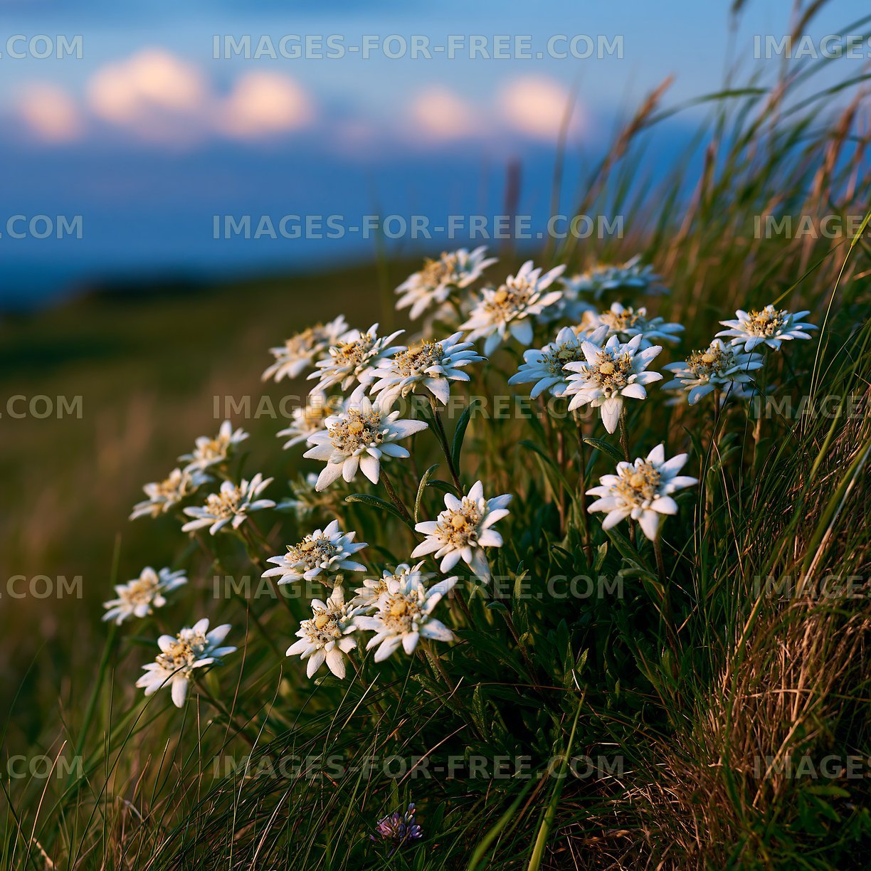White flowers bloom on a grassy hill during sunset